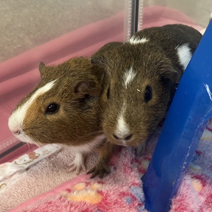 ORIGAMI - Guinea Pig / Guinea Pig available for adoption