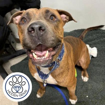 FRANK - Mixed Breed, Large (over 44 lbs fully grown) / Mix available for adoption