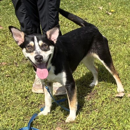 SIKU - Mixed Breed, Large (over 44 lbs fully grown) / Mix available for adoption