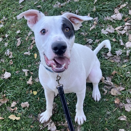 JAX - Mixed Breed, Large (over 44 lbs fully grown) / Mix available for adoption