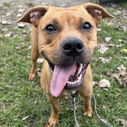 MARCIE - Mixed Breed, Medium (up to 44 lbs fully grown) / Mix available for adoption