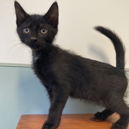 OAKLEY - Domestic Shorthair / Mix available for adoption