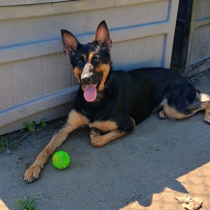 ASTRID - Mixed Breed, Large (over 44 lbs fully grown) / Mix available for adoption