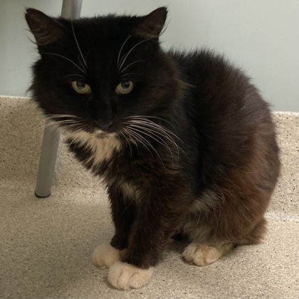 PICKINS - Domestic Longhair / Mix for adoption in Albany