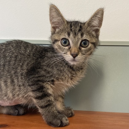ATLAS - Domestic Shorthair / Mix available for adoption