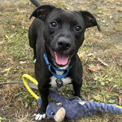 SYDNEY - Mixed Breed, Medium (up to 44 lbs fully grown) / Mix available for adoption