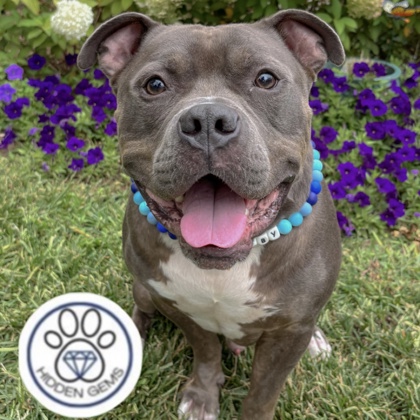 GIBBY - Mixed Breed, Medium (up to 44 lbs fully grown) / Mix available for adoption