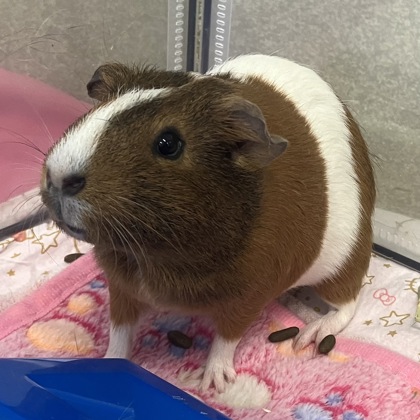 PINATA - Guinea Pig / Guinea Pig available for adoption