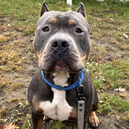 AZUL - Mixed Breed, Medium (up to 44 lbs fully grown) / Mix available for adoption