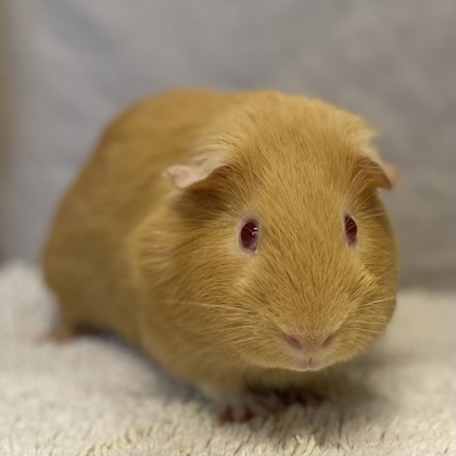 PURDY - Guinea Pig / Guinea Pig available for adoption