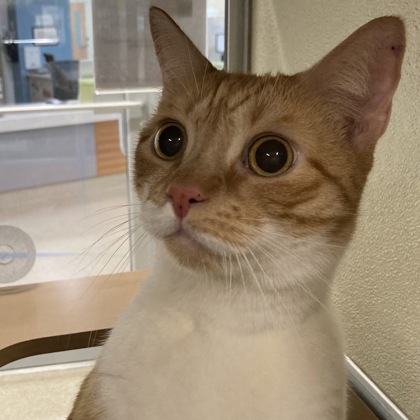 LIONEL - Domestic Shorthair / Mix available for adoption