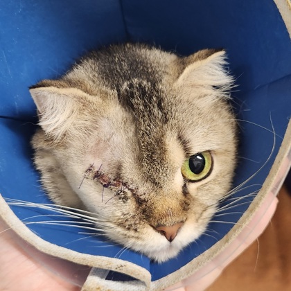 CHANCEL - Domestic Shorthair / Mix available for adoption
