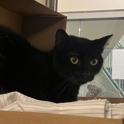 CONNIE - Domestic Shorthair / Mix available for adoption