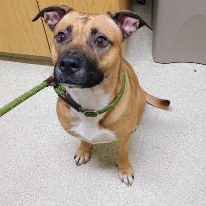 BERTIE - Mixed Breed, Large (over 44 lbs fully grown) / Mix available for adoption