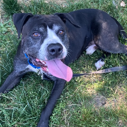 BARRY - Mixed Breed, Large (over 44 lbs fully grown) / Mix available for adoption