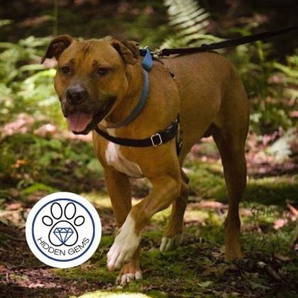 BURBANK - Mixed Breed, Large (over 44 lbs fully grown) / Mix for adoption in Albany