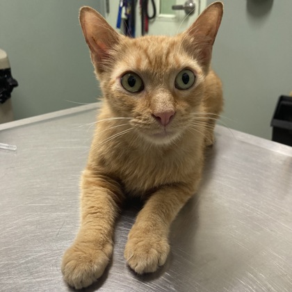 FRANCIS - Domestic Shorthair / Mix available for adoption