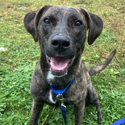 MITHRYN - Mixed Breed, Medium (up to 44 lbs fully grown) / Mix available for adoption