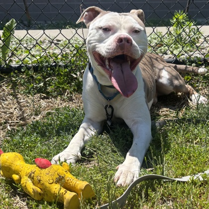 CHAMPY - Mixed Breed, Large (over 44 lbs fully grown) / Mix available for adoption