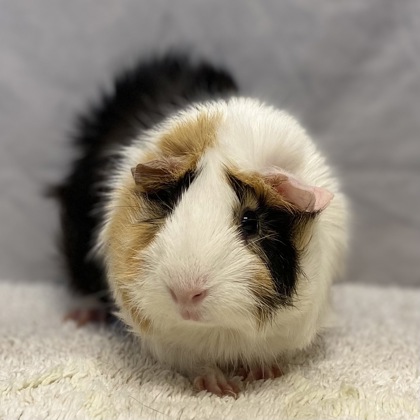 GLINDA - Guinea Pig / Guinea Pig available for adoption
