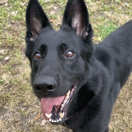 ACE - Mixed Breed, Large (over 44 lbs fully grown) / Mix available for adoption
