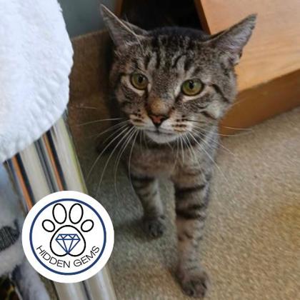 SQUIGGLES - Domestic Shorthair / Mix for adoption in Albany