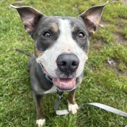BABYLON - Mixed Breed, Large (over 44 lbs fully grown) / Mix available for adoption