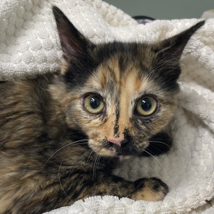 CADENZA - Domestic Shorthair / Mix available for adoption