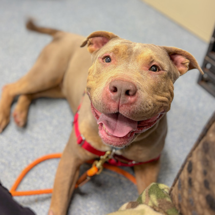 ROSE - Mixed Breed, Large (over 44 lbs fully grown) / Mix available for adoption