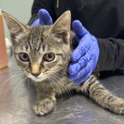 BRIMLEY - Domestic Shorthair / Mix available for adoption