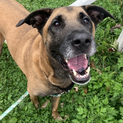 BENTLEY - Mixed Breed, Medium (up to 44 lbs fully grown) / Mix available for adoption