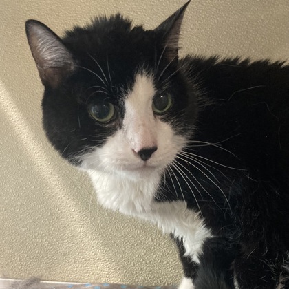 SYLVESTER - Domestic Shorthair / Mix available for adoption