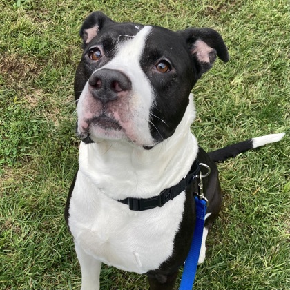 ELIAS - Mixed Breed, Large (over 44 lbs fully grown) / Mix available for adoption