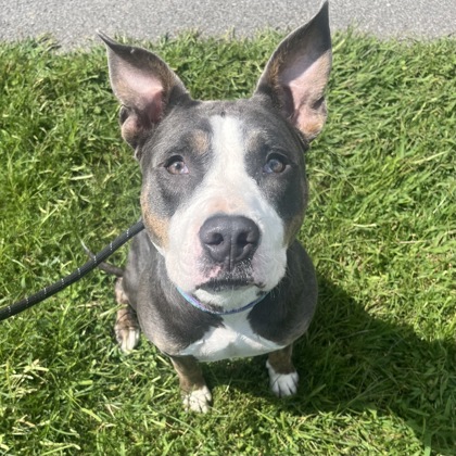 BABYLON - Mixed Breed, Large (over 44 lbs fully grown) / Mix available for adoption