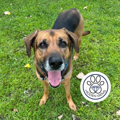BUSTER - Mixed Breed, Large (over 44 lbs fully grown) / Mix available for adoption