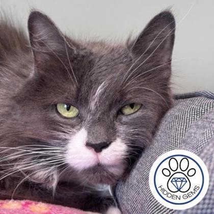 DELPHINE - Domestic Medium Hair / Mix available for adoption