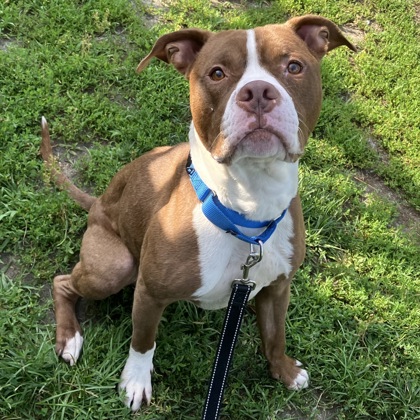 DRACO - Mixed Breed, Medium (up to 44 lbs fully grown) / Mix available for adoption