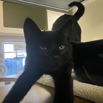 TOCCATA - Domestic Shorthair / Mix available for adoption
