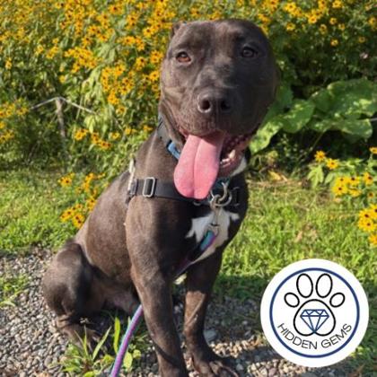 RICO - Mixed Breed, Large (over 44 lbs fully grown) / Mix available for adoption