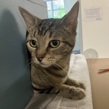 DARCY - Domestic Shorthair / Mix available for adoption