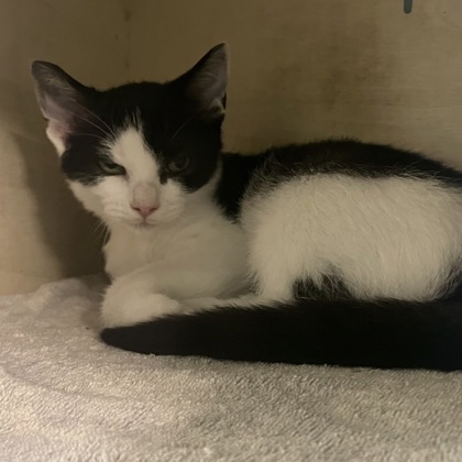 EAGLET - Domestic Shorthair / Mix for adoption in Albany