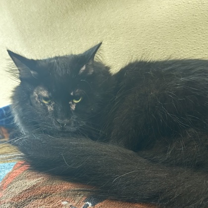 FLUFFY - Domestic Shorthair / Mix for adoption in Albany
