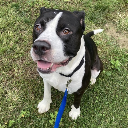 ELIAS - Mixed Breed, Large (over 44 lbs fully grown) / Mix available for adoption