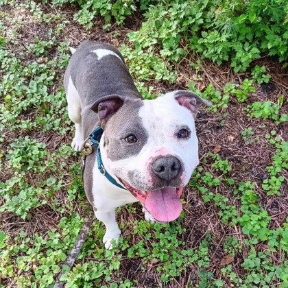 GUNTHER - Mixed Breed, Large (over 44 lbs fully grown) / Mix available for adoption