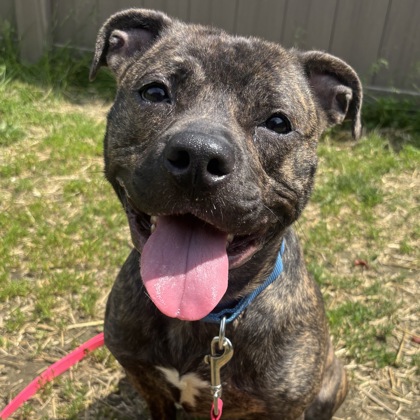 LYRA - Mixed Breed, Medium (up to 44 lbs fully grown) / Mix available for adoption
