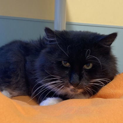 PICKINS - Domestic Longhair / Mix available for adoption