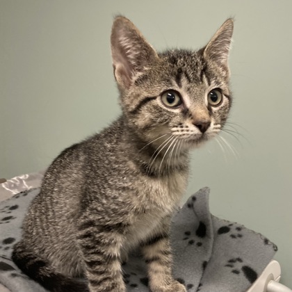 BRICK - Domestic Shorthair / Mix available for adoption
