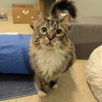BOWSER - Domestic Longhair / Mix available for adoption