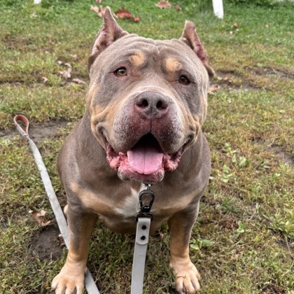 CLARICE - Mixed Breed, Large (over 44 lbs fully grown) / Mix available for adoption