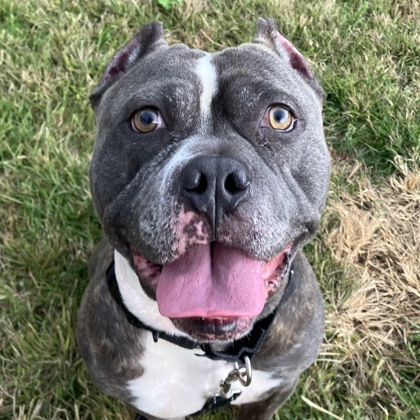 LINK - Mixed Breed, Large (over 44 lbs fully grown) / Mix available for adoption